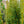 Load image into Gallery viewer, H.M. Eddie Yew - Yew - Shrubs