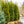 Load image into Gallery viewer, H.M. Eddie Yew - Yew - Shrubs