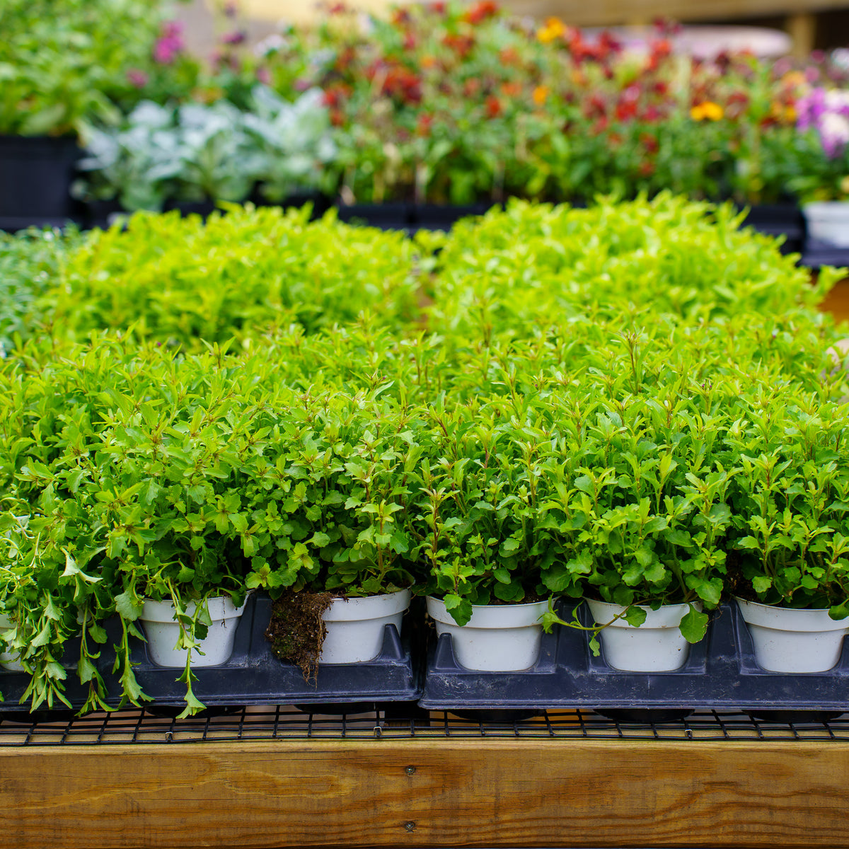 lobelia indoor plant Annual Lobelia – Plant Detectives