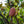 Load image into Gallery viewer, Edith Bogue Southern Magnolia
