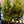 Load image into Gallery viewer, Edith Bogue Southern Magnolia - Magnolia - Flowering Trees