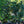 Load image into Gallery viewer, Edith Bogue Southern Magnolia