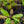 Load image into Gallery viewer, Edith Bogue Southern Magnolia