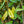 Load image into Gallery viewer, Edith Bogue Southern Magnolia