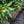 Load image into Gallery viewer, Edith Bogue Southern Magnolia