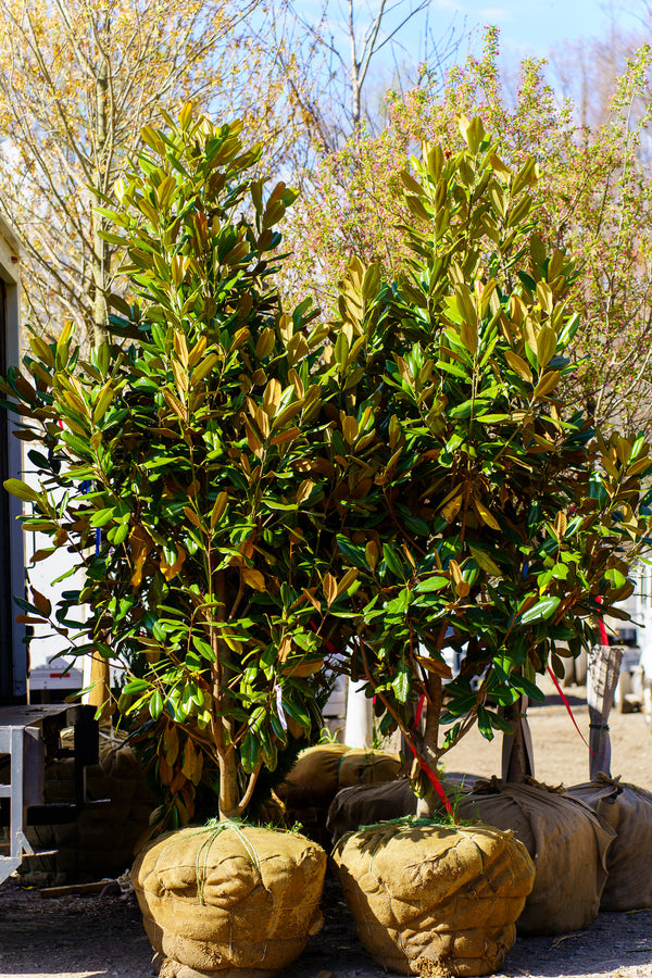 Edith Bogue Southern Magnolia - Magnolia - Flowering Trees