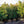 Load image into Gallery viewer, Edith Bogue Southern Magnolia