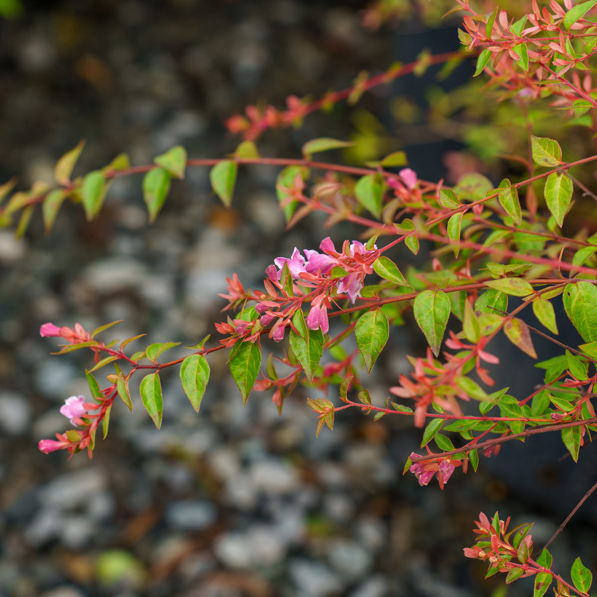 Edward Goucher Pink Abelia – Plant Detectives