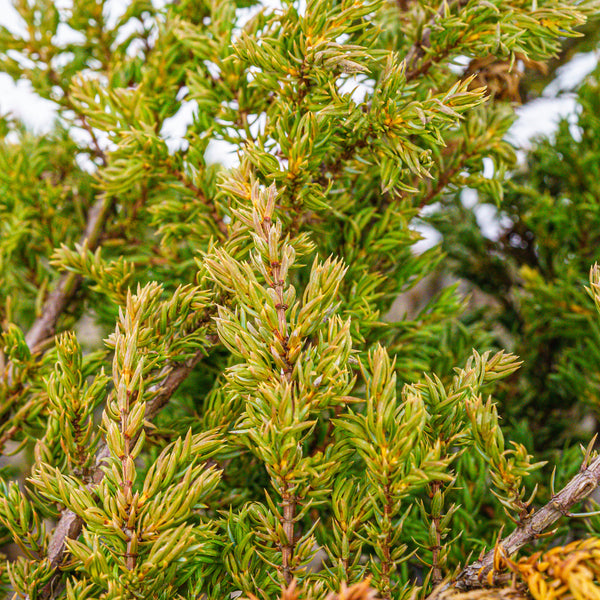 Effusa Juniper - Juniper - Conifers