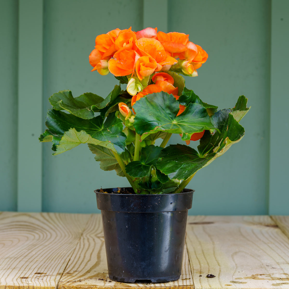 Rieger Begonia – Plant Detectives