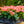 Load image into Gallery viewer, Elatior Begonia - Begonias - Houseplants