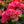 Load image into Gallery viewer, Elatior Begonia - Begonias - Houseplants