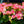 Load image into Gallery viewer, Elatior Begonia - Begonias - Houseplants
