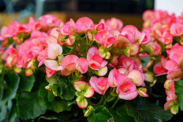 Elatior Begonia