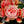 Load image into Gallery viewer, Elatior Begonia