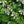 Load image into Gallery viewer, Elegans Hosta