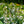 Load image into Gallery viewer, Elegans Hosta