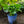 Load image into Gallery viewer, Elegans Hosta