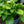 Load image into Gallery viewer, Elegans Hosta