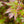 Load image into Gallery viewer, Elizabeth Japanese Maple