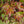 Load image into Gallery viewer, Elizabeth Japanese Maple