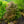 Load image into Gallery viewer, Elizabeth Japanese Maple
