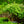 Load image into Gallery viewer, Elizabeth Lustgarten Weeping Kousa Dogwood