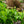 Load image into Gallery viewer, Elizabeth Lustgarten Weeping Kousa Dogwood