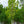Load image into Gallery viewer, Elizabeth Magnolia