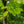 Load image into Gallery viewer, Elizabeth Magnolia