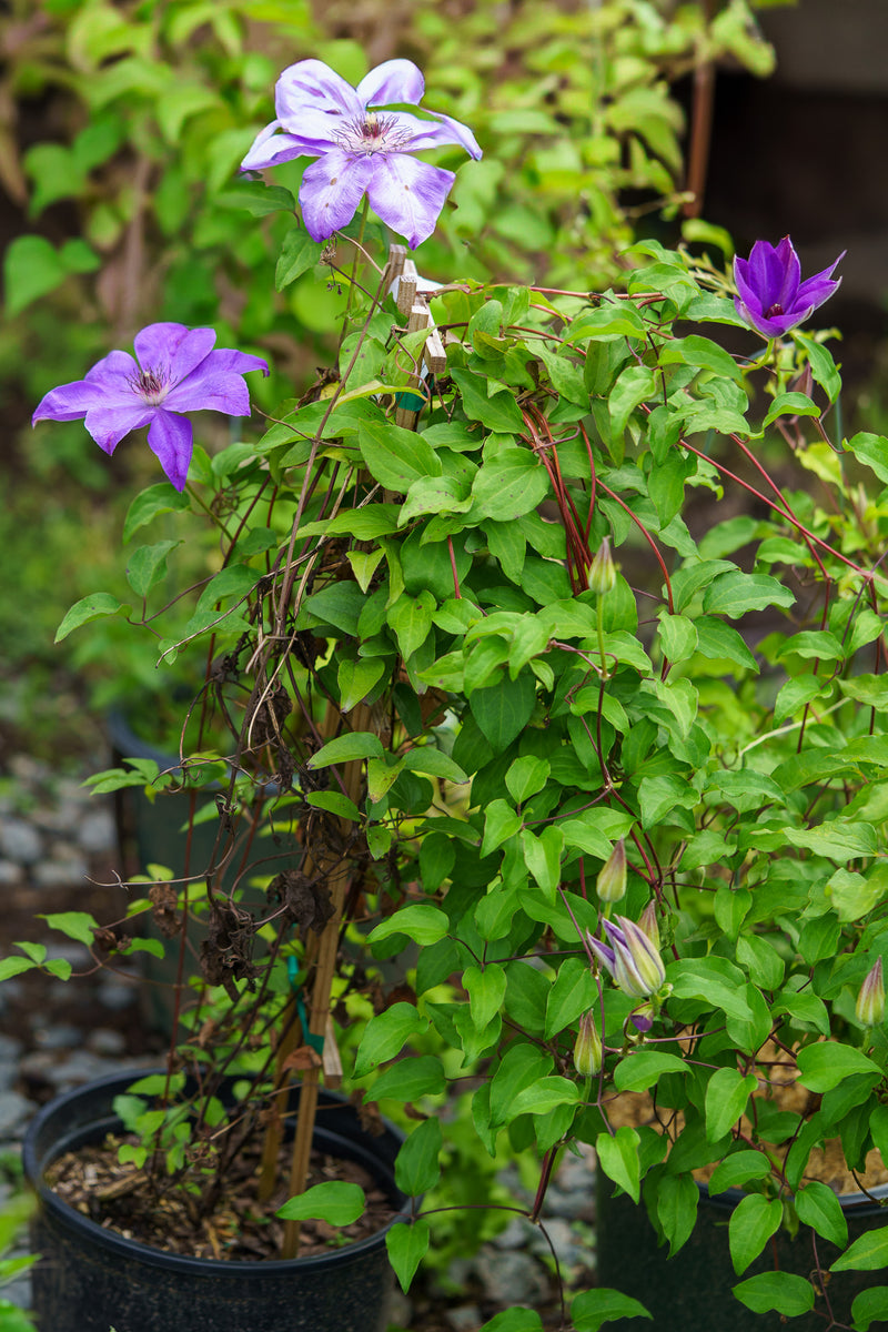 Elsa Spath Clematis – Plant Detectives