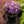 Load image into Gallery viewer, Elsie Lee Azalea - Azalea - Shrubs
