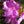 Load image into Gallery viewer, Elsie Lee Azalea - Azalea - Shrubs