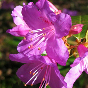 Elsie Lee Azalea - Azalea - Shrubs