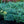 Load image into Gallery viewer, Emerald Gaiety Wintercreeper