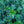 Load image into Gallery viewer, Emerald Gaiety Wintercreeper