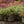 Load image into Gallery viewer, Emerald Gaiety Wintercreeper