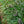 Load image into Gallery viewer, Emerald Goddess Lilyturf
