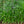 Load image into Gallery viewer, Emerald Goddess Lilyturf