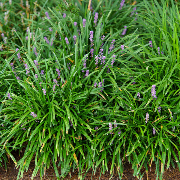 Emerald Goddess Lilyturf
