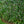 Load image into Gallery viewer, Emerald Goddess Lilyturf