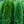 Load image into Gallery viewer, Emerald Green Arborvitae