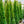 Load image into Gallery viewer, Emerald Green Arborvitae - Arborvitae - Conifers