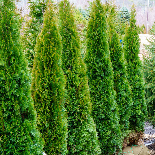 Emerald Green Arborvitae - Arborvitae - Conifers