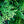 Load image into Gallery viewer, Emerald Green Arborvitae - Arborvitae - Conifers