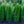 Load image into Gallery viewer, Emerald Green Arborvitae