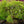 Load image into Gallery viewer, Emerald Lace Japanese Maple - Japanese Maple - Japanese Maples