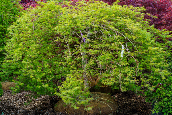 Emerald Lace Japanese Maple - Japanese Maple - Japanese Maples