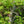 Load image into Gallery viewer, Emerald Lace Japanese Maple - Japanese Maple - Japanese Maples