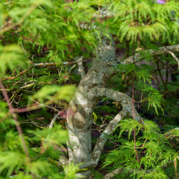 Emerald Lace Japanese Maple - Japanese Maple - Japanese Maples